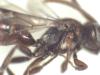 Nomada flavoguttata